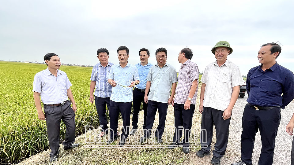 Đồng chí Trần Anh Dũng, Ủy viên Ban Thường vụ Tỉnh ủy, Phó Chủ tịch Thường trực UBND tỉnh kiểm tra sản xuất vụ mùa 2023 tại xã Giao Thịnh (Giao Thủy).