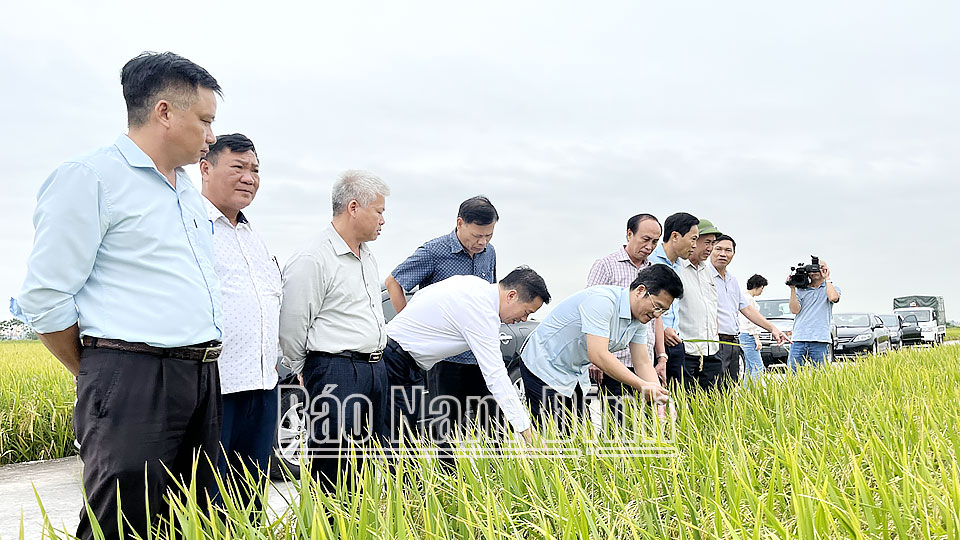 Đồng chí Trần Anh Dũng, Phó Chủ tịch Thường trực UBND tỉnh kiểm tra sản xuất vụ mùa 2023 tại xã Xuân Hòa (Xuân Trường).