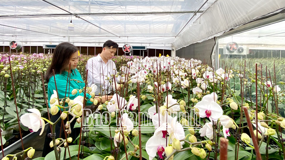 Cán bộ Sở Khoa học và Công nghệ kiểm tra tiến độ thực hiện Dự án sản xuất hoa lan công nghệ cao tại Hợp tác xã Sản xuất và Kinh doanh hoa cây cảnh Nam Phong (thành phố Nam Định).