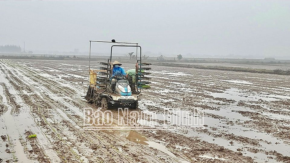 Cấy lúa bằng phương pháp mạ khay, cấy máy tại xã Xuân Phong.