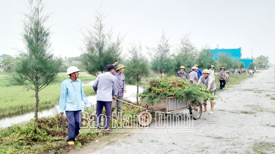 Hội Cựu chiến binh xã Giao Phong ra quân cắt tỉa hàng cây tự quản.