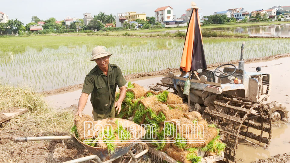 Nông dân xã Thành Lợi sử dụng máy cấy nâng cao năng suất lao động.
Ảnh: Do cơ sở cung cấp