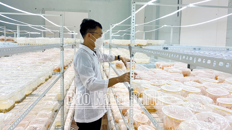 Sản xuất nấm đông trùng hạ thảo tại Trung tâm Ứng dụng, Dịch vụ khoa học và công nghệ (Sở Khoa học và Công nghệ.