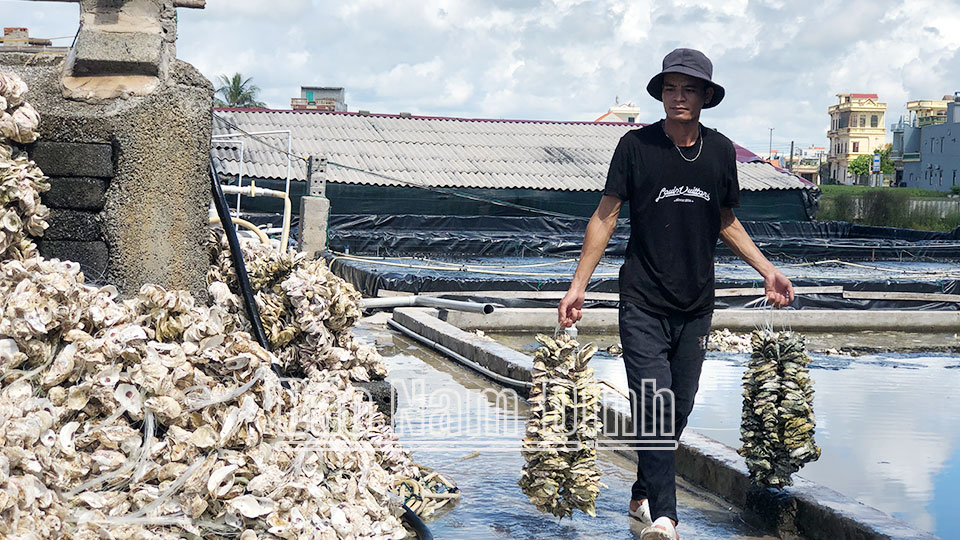Cơ sở sản xuất hàu giống của ông Trần Văn Châu, thị trấn Thịnh Long tạo việc làm ổn định cho 10 lao động địa phương, doanh thu đạt 1-2 tỷ đồng/năm.