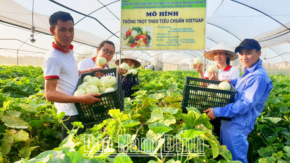 Nhà lưới trồng rau theo tiêu chuẩn VIETGAP tại thôn Cẩm,
xã Yên Dương