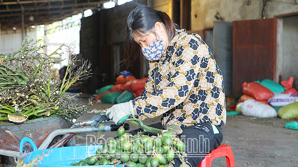 Tách và phân loại cau tươi trước khi đưa vào lò sấy tại xưởng gia đình ông Phạm Văn Định ở xóm 21, xã Hải Đường (Hải Hậu).