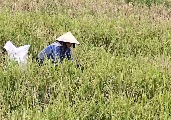 Kỹ thuật sản xuất lúa chét đối với các vùng bị ngập lụt