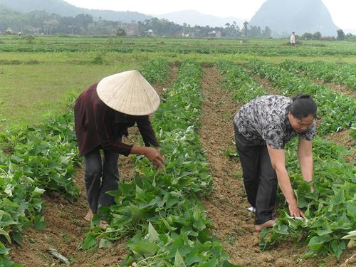 Lưu ý khi trồng khoai lang