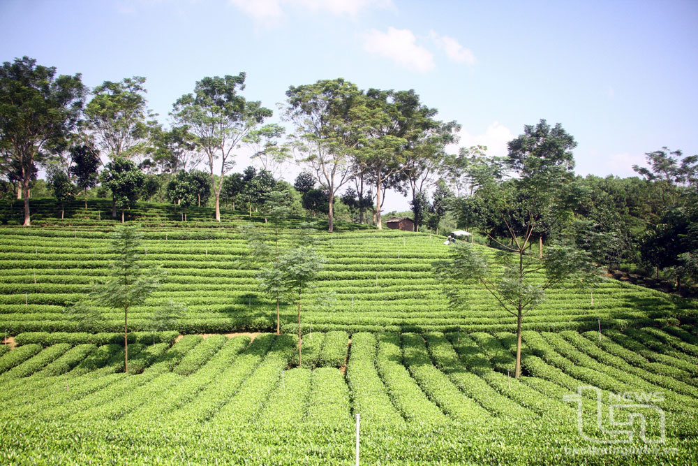 Thái Nguyên: 65ha chè được cấp chứng nhận tiêu chuẩn hữu cơ