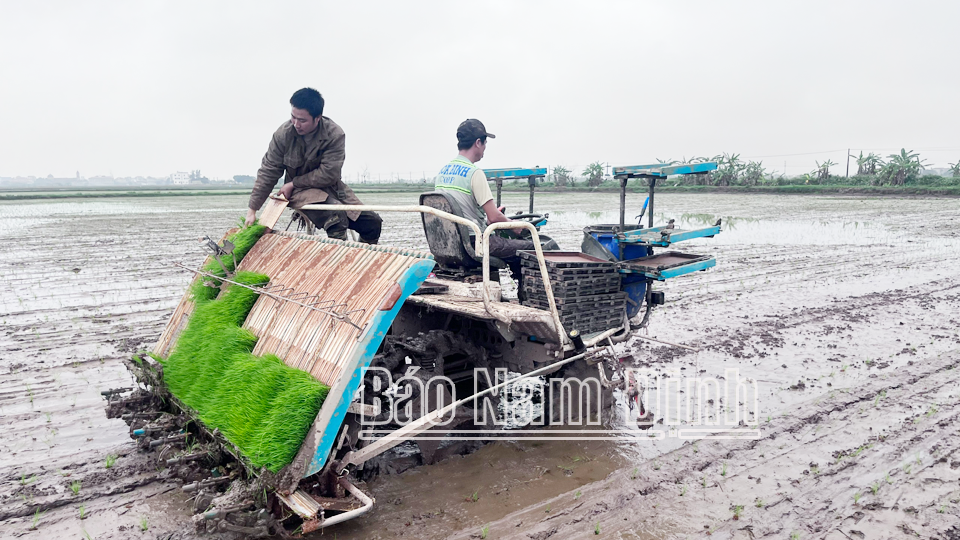 Nông dân xã Đồng Sơn (Nam Trực) áp dụng mô hình máy cấy - mạ khay góp phần tăng năng suất, giảm công lao động nặng nhọc. 