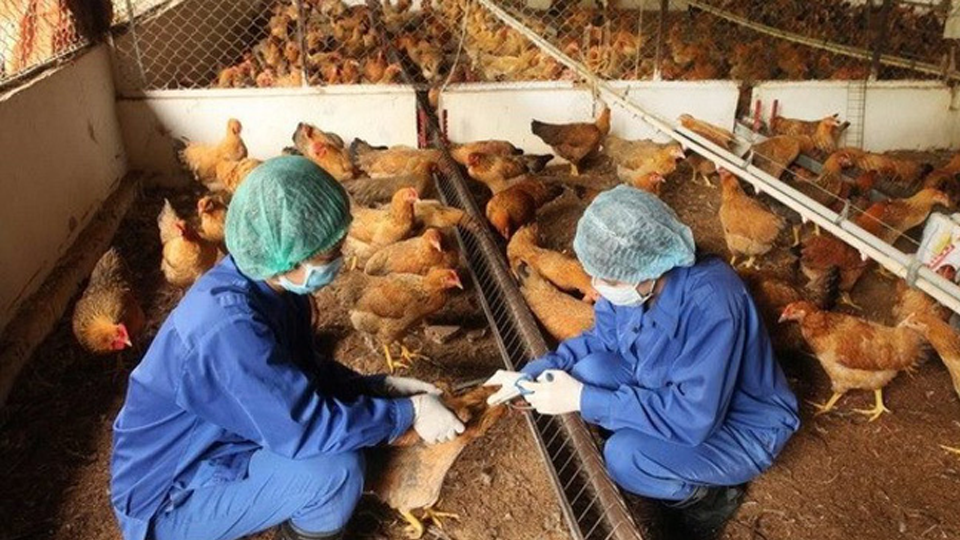 Bệnh cúm gia cầm H5N8 và một số biện pháp tổng hợp phòng chống bệnh cúm gia cầm