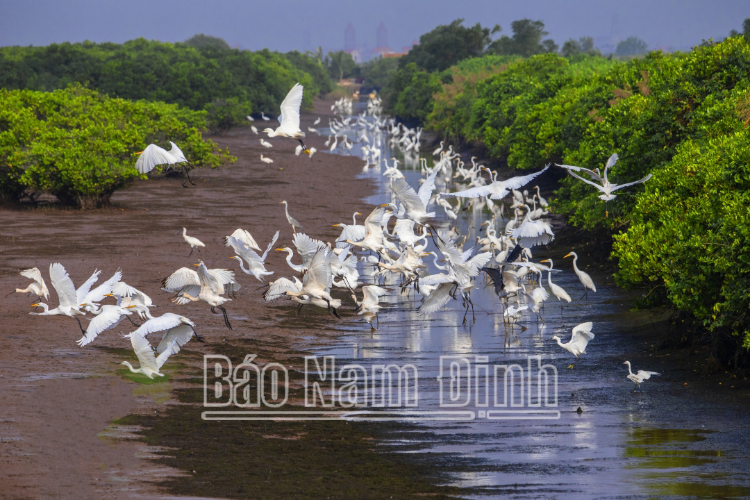 Vườn quốc gia Xuân Thủy còn là “ga chim” quan trọng đối với dòng chim di trú quốc tế, đặc biệt là chim nước. Có khoảng trên 220 loài chim, có 150 loài là chim di cư đa phần là chim nước di cư từ phương Bắc đến đây để tránh đông.
