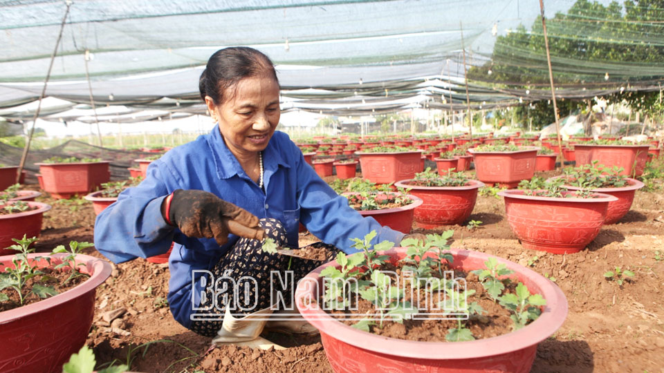 Vụ hoa Tết năm nay, gia đình ông Đặng Văn Phương ở thôn Hồng Hà 1 trồng hơn 1.000 chậu hoa cúc đại đóa.