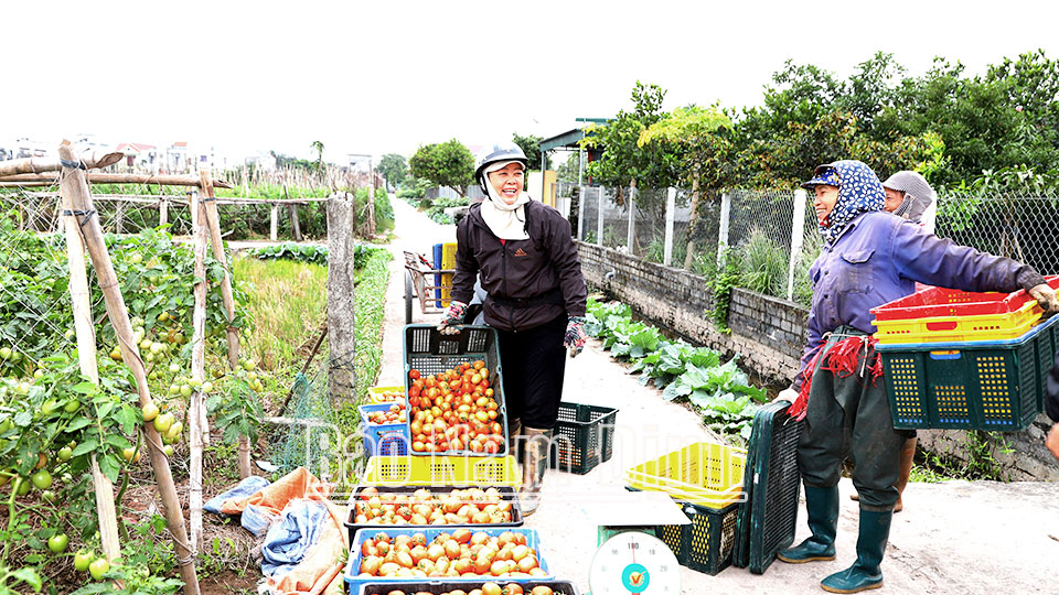 Nông dân thị trấn Quỹ Nhất (Nghĩa Hưng) đầu tư trồng cà chua xuất khẩu cho hiệu quả kinh tế cao.