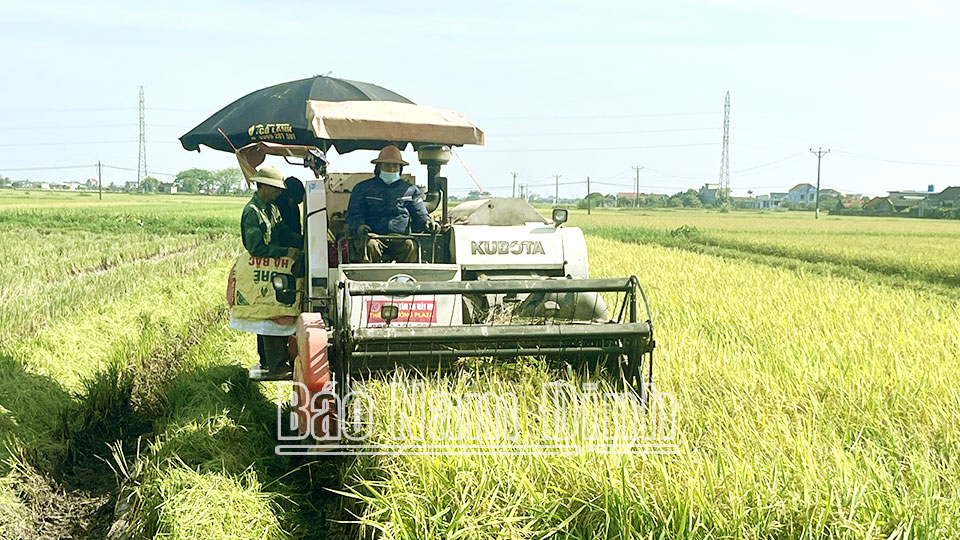 Nông dân xã Giao Thiện (Giao Thuỷ) thu hoạch lúa mùa.
            Bài và ảnh: Văn Đại