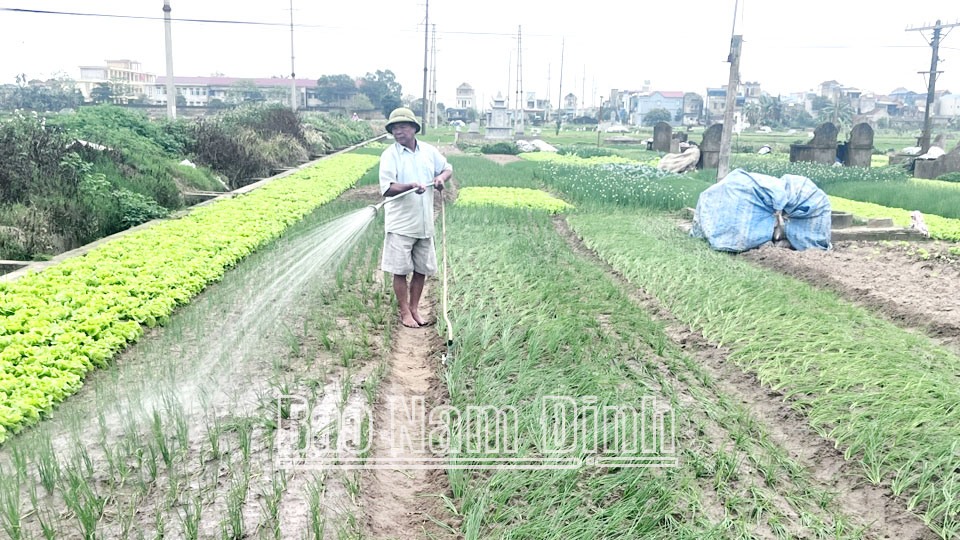 Nông dân xã Thành Lợi (Vụ Bản) trồng, chăm sóc cây rau màu mang lại thu nhập ổn định.ĐT