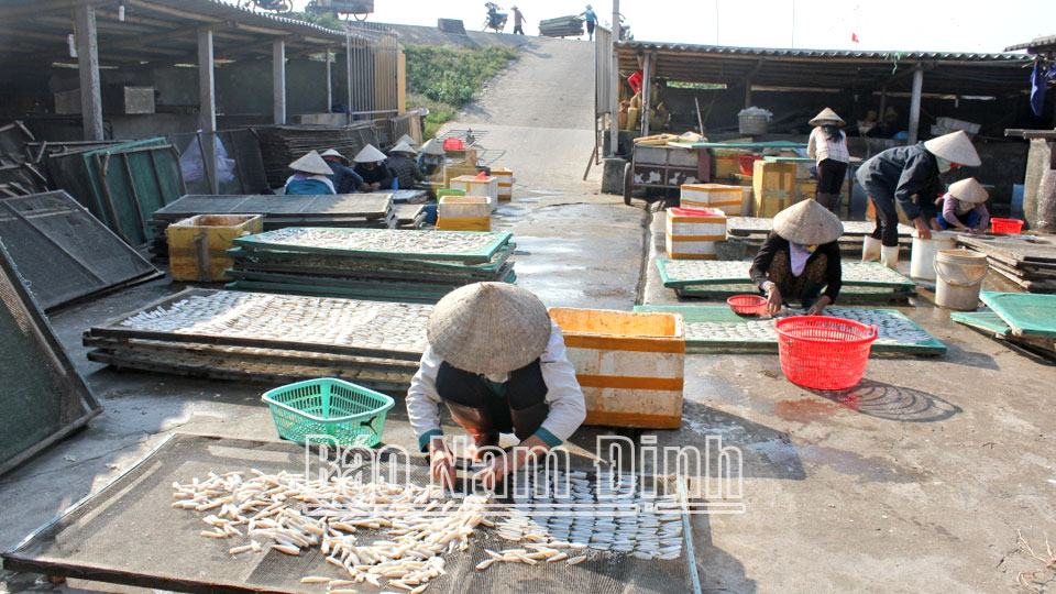 Nhân viên Công ty TNHH Vạn Hoa, thị trấn Thịnh Long (Hải Hậu) kiểm tra chất lượng sứa ăn liền trước khi đưa ra thị trường tiêu thụ.