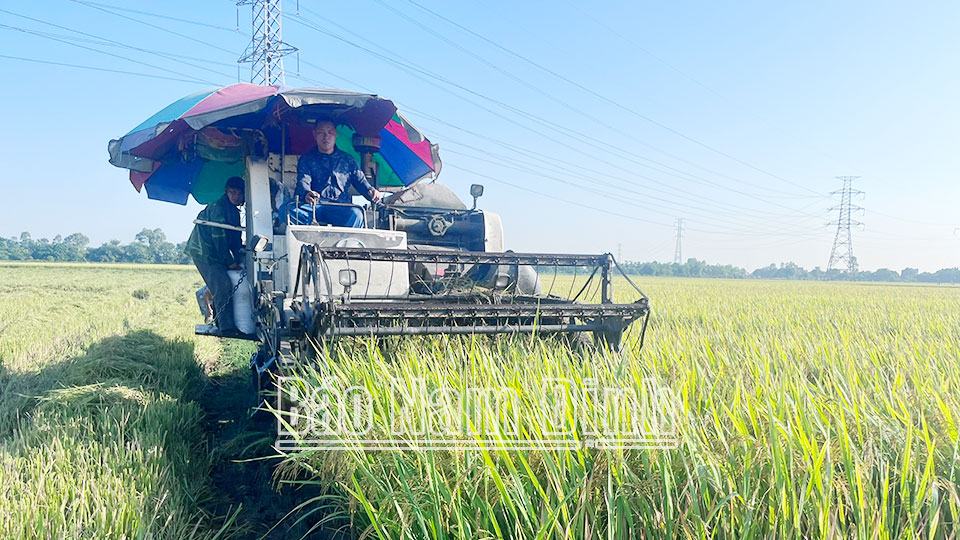 Nông dân xã Nam Thái (Nam Trực) thu hoạch lúa mùa, năng suất ước đạt trên 53 tạ/ha.