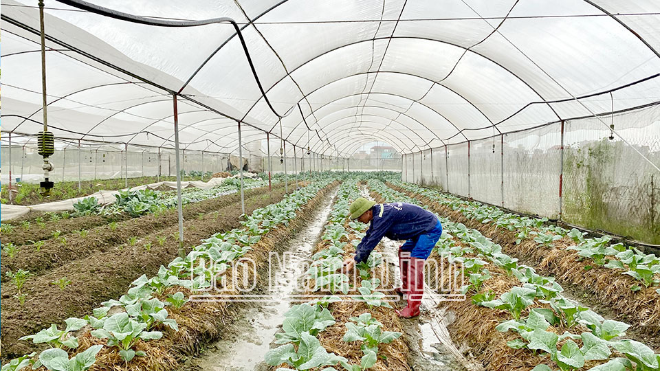 Sản xuất rau an toàn trong nhà lưới tại xã Yên Dương (Ý Yên).