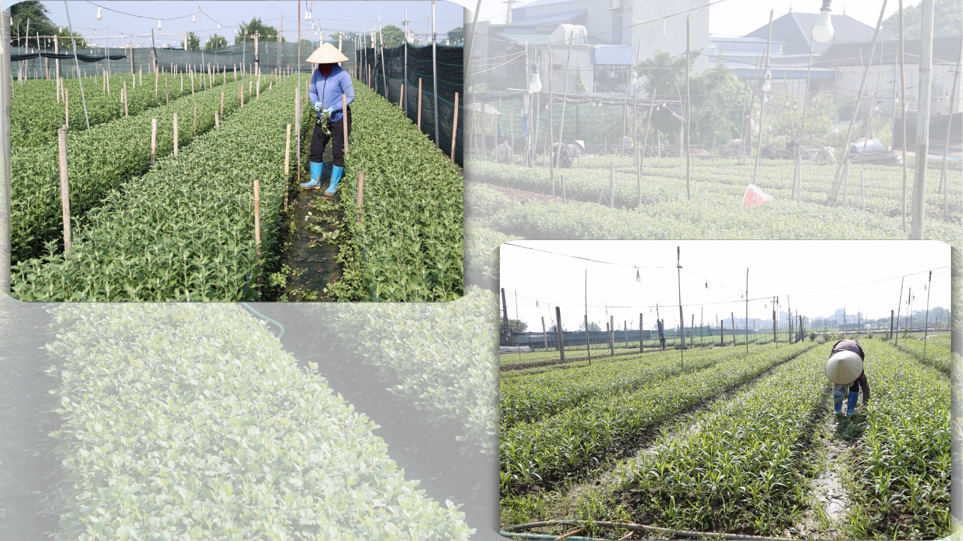 Lũ rút đã để lại phù sa màu mỡ bồi đắp cho cánh đồng, giúp cây hoa phát triển tươi tốt.