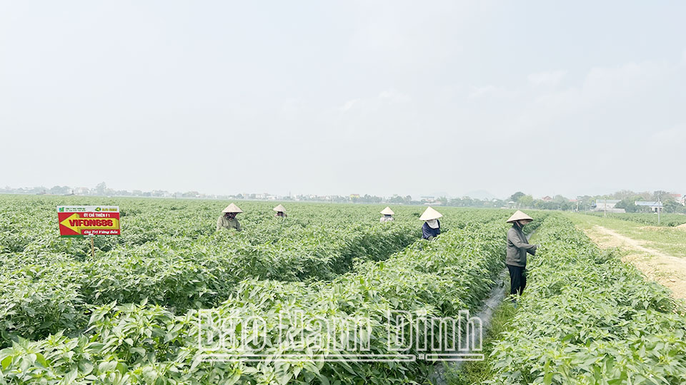 Bước chuyển mạnh mẽ 
của ngành chế biến nông sản Nam Định