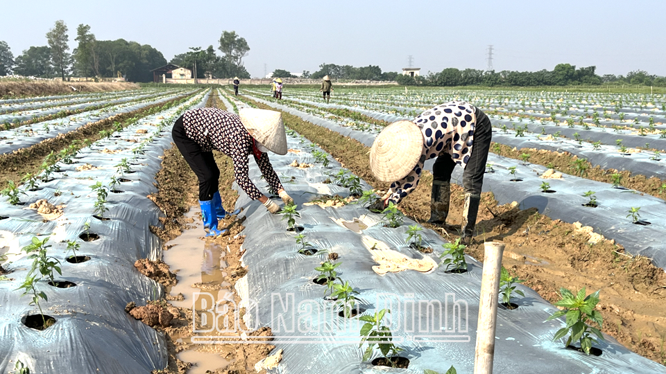 Tập trung chăm sóc bảo vệ rau màu vụ đông