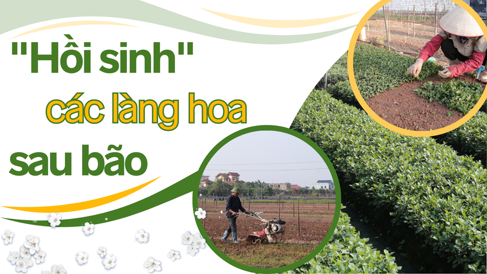 "Hồi sinh" các làng hoa sau bão