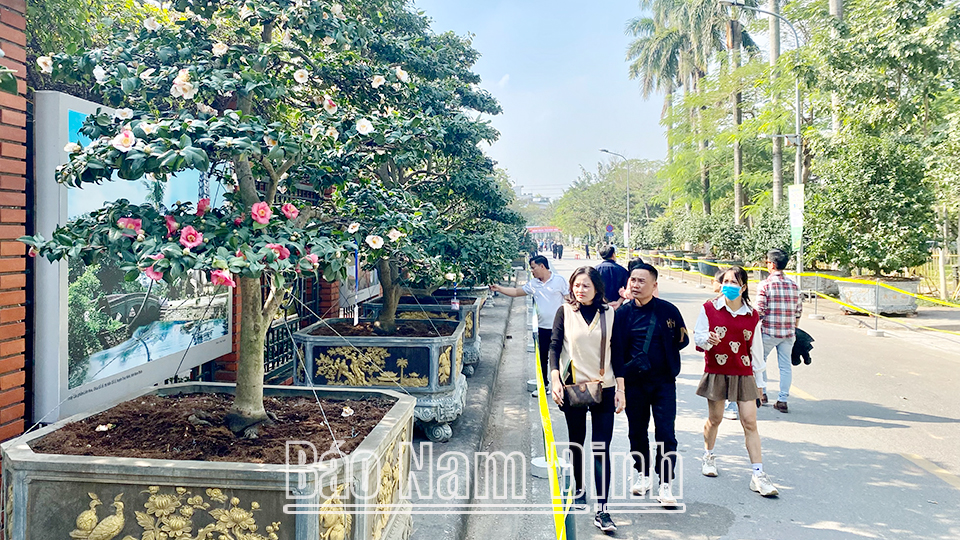 Hội Sinh vật cảnh thành phố Nam Định tổ chức triển lãm cây Trà my cổ