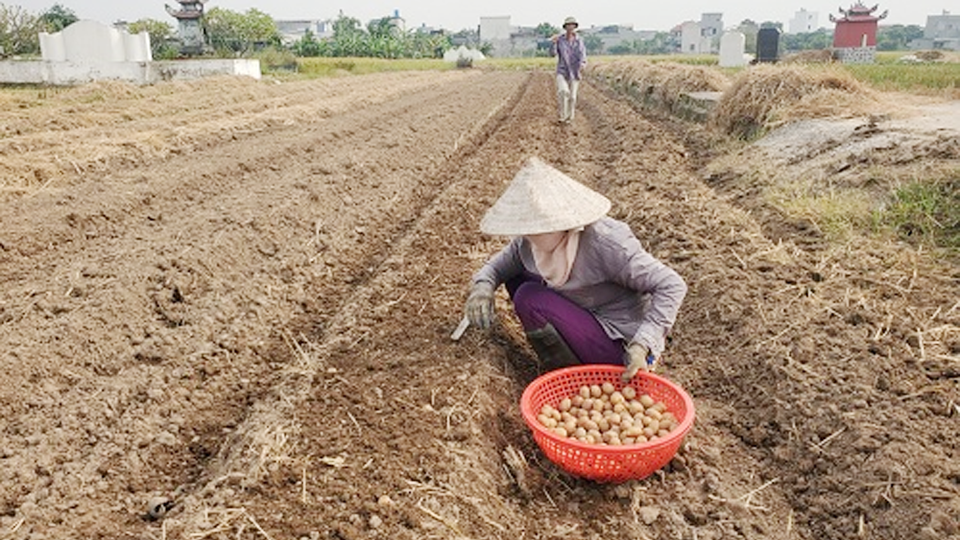 Kỹ thuật trồng và chăm sóc khoai tây vụ đông