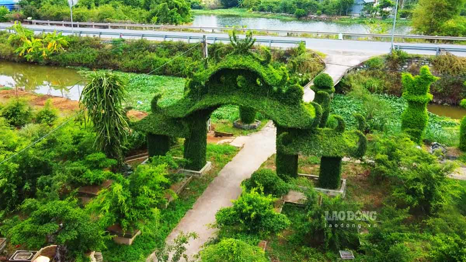 Chiếc cổng nhà được uốn từ cây sanh độc đáo ở Nam Định
