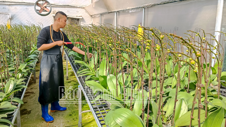 Công nhân Hợp tác xã Sản xuất và kinh doanh hoa cây cảnh
 Nam Phong, xã Nam Phong (thành phố Nam Định) 
tất bật chăm sóc lan hồ điệp phục vụ khách hàng 
dịp Tết Nguyên đán 2024.