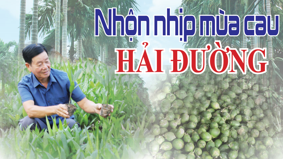 Nhộn nhịp mùa cau Hải Đường