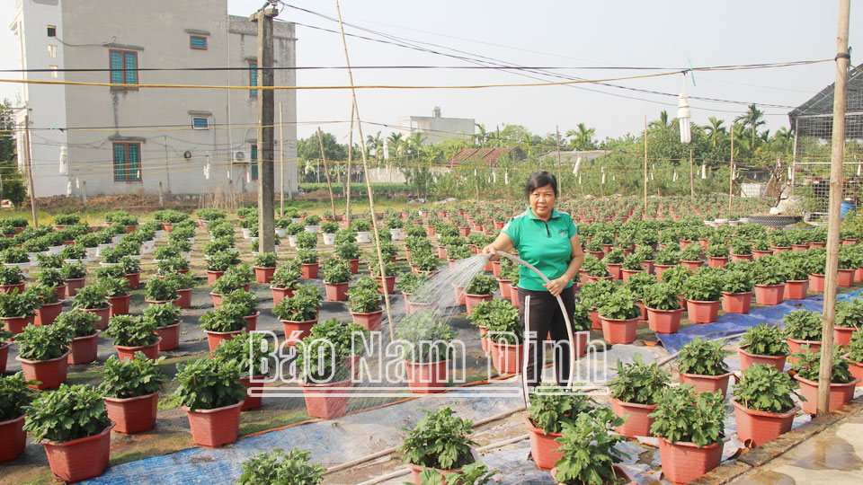 Nông dân xã Tân Thành (Vụ Bản) sản xuất hoa cúc chậu phục vụ Tết Nguyên đán Giáp Thìn.