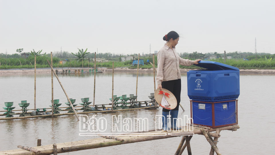 Gia đình ông Trần Thanh Năm, xã Xuân Vinh, phát triển mô hình nuôi cá trắm đen đạt hiệu quả kinh tế cao.