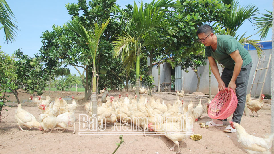 Hội viên nông dân xã Trực Hưng (Trực Ninh) làm giàu từ mô hình nuôi gà đẻ.ĐT