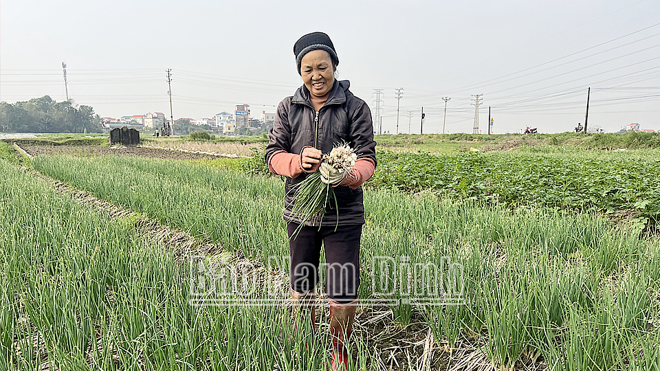 Toàn tỉnh thu hoạch 1.200ha rau màu vụ đông sớm