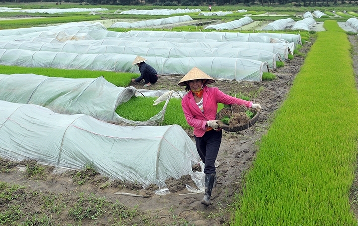 Các biện pháp phòng tránh rét cho cây lúa và hoa màu