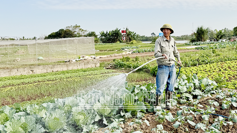 Sản xuất rau sạch tại xã Thành Lợi (Vụ Bản).