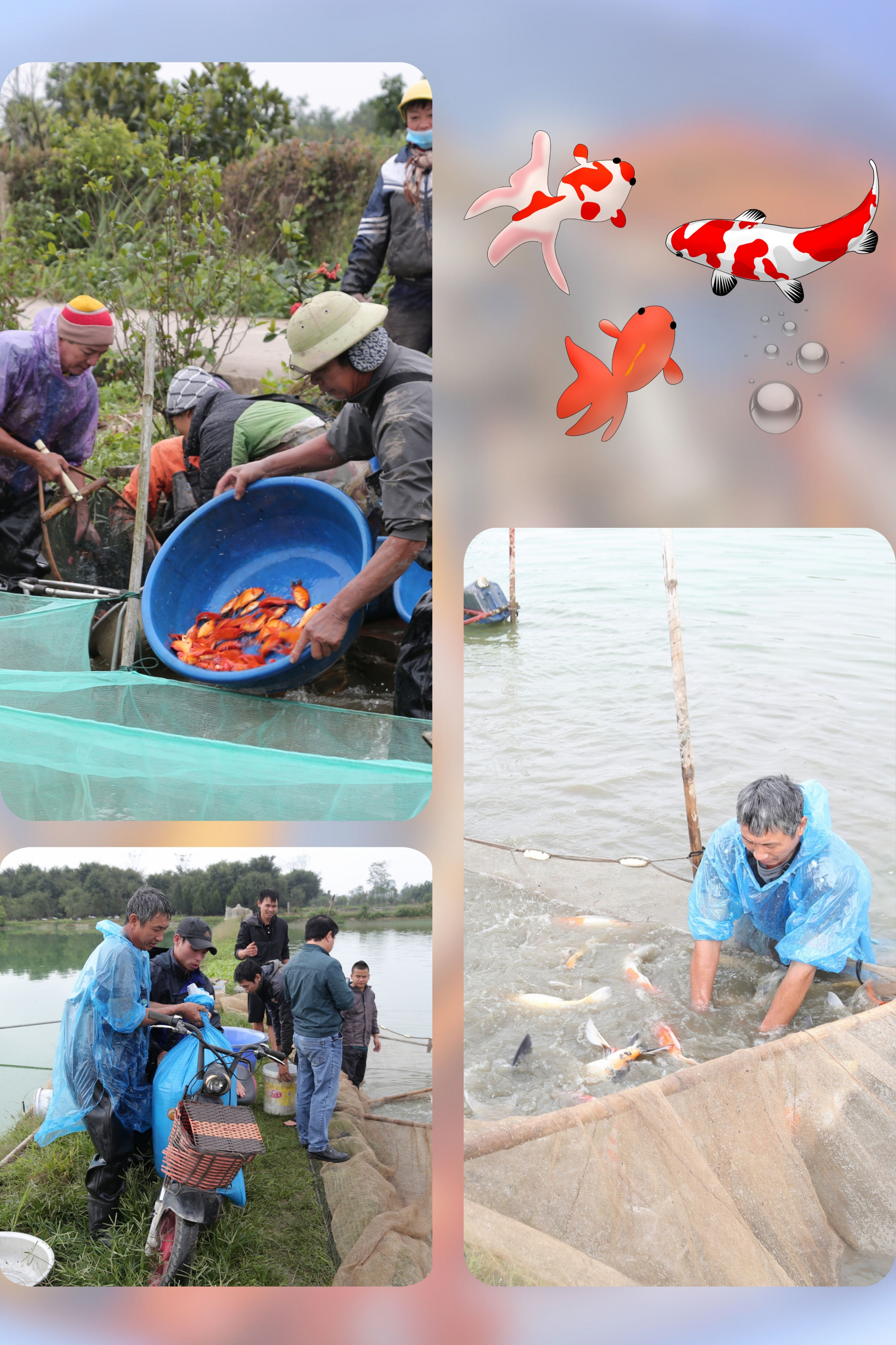 Người dân xã Mỹ Trung (thành phố Nam Định) tất bật đánh bắt cá chuẩn bị phục vụ khách hàng cho dịp cuối năm.