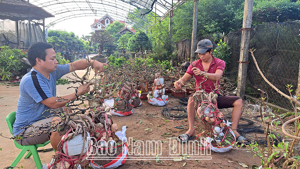 Phát triển nghề trồng,
kinh doanh cây cảnh bonsai