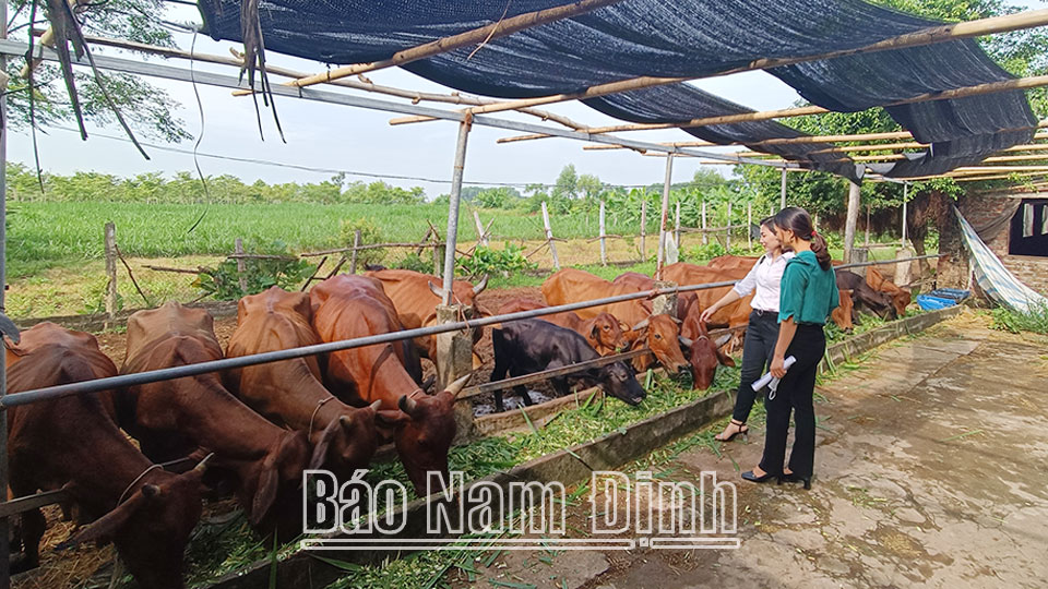 Tăng cường bảo vệ đàn gia súc, gia cầm,
đảm bảo nguồn cung thực phẩm dịp cuối năm