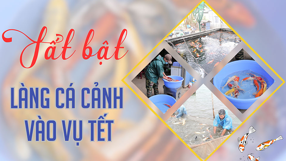 Tất bật làng cá cảnh vào vụ Tết