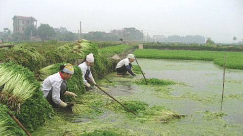 Ruộng rau cần