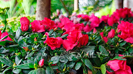 Chọn hoa, cây cảnh cho nhà đẹp ngày Tết