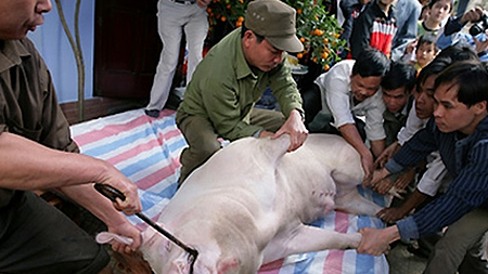 Đụng lợn ngày Tết - nét đẹp trong văn hóa Việt