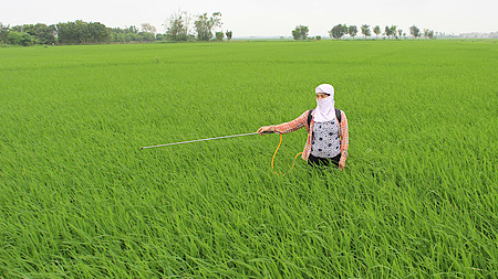 Tập trung chăm sóc, bảo vệ lúa xuân