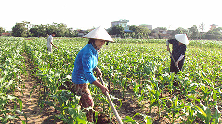 Giá trị sản phẩm thu hoạch bình quân trên 1ha đất trồng trọt và nuôi trồng thủy sản của toàn tỉnh đạt 94,42 triệu đồng