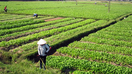 Quảng Ninh: Ưu tiên đầu tư phát triển sản xuất nông nghiệp