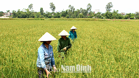 Mô hình sản xuất lúa tái sinh vụ hè thu ở Ý Yên