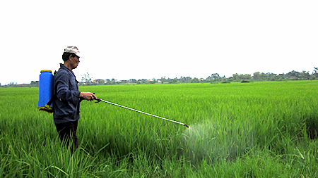 Tăng cường công tác phòng, trừ sâu bệnh bảo vệ lúa mùa